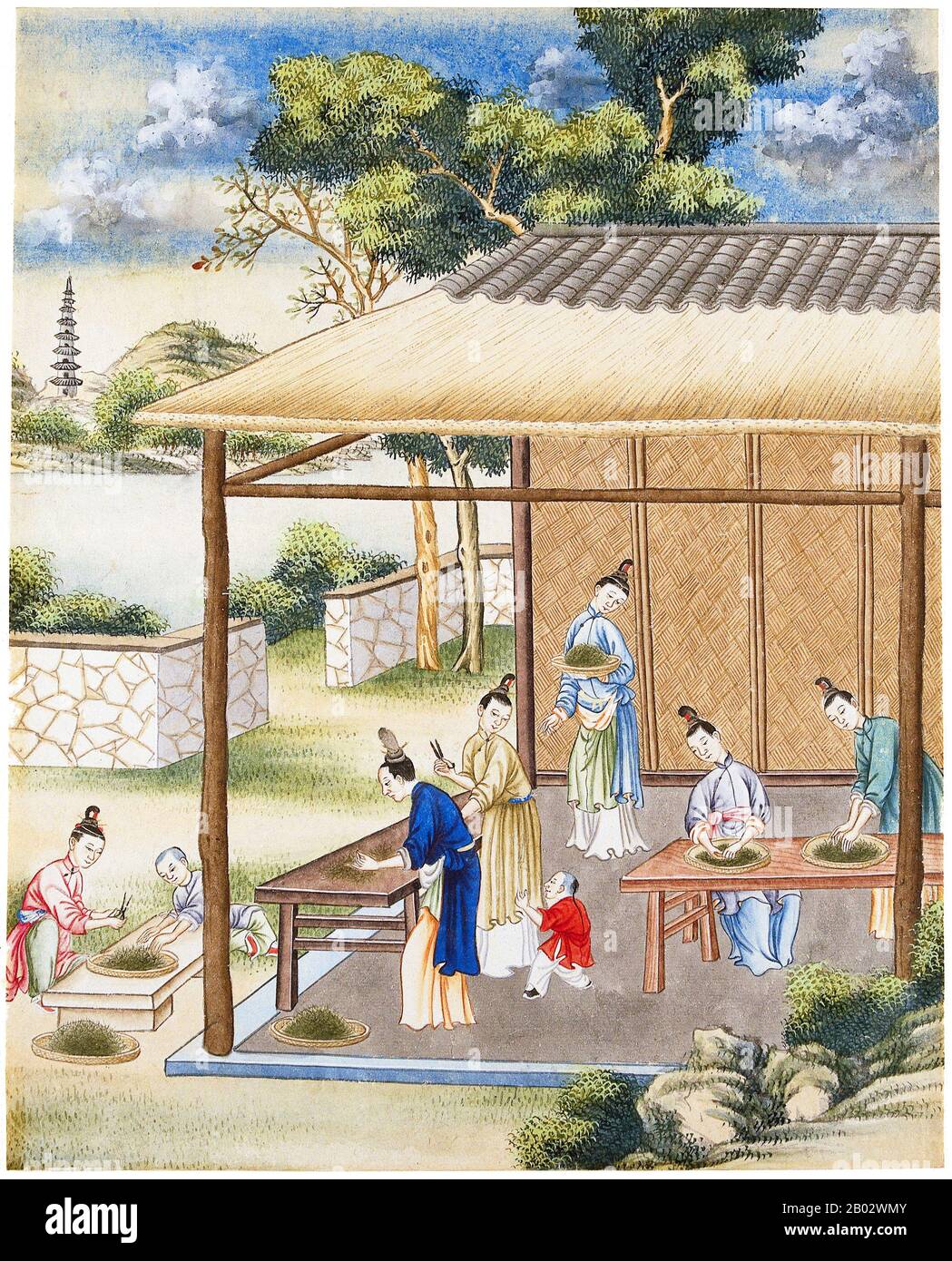 According to oral tradition, tea has been grown in China for more than four millennia. The earliest written accounts of tea making, however, date from around 350 CE, when it first became a drink at the imperial court.  Around 800 CE tea seeds were taken to Japan, where regular cultivation was soon established. Just over five centuries later, in 1517, tea was first shipped to Europe by the Portuguese soon after they began their trade with China. In 1667 the Honourable East India Company ordered the first British shipment of tea from China, requesting of their agents ‘one hundred pounds weight o Stock Photo