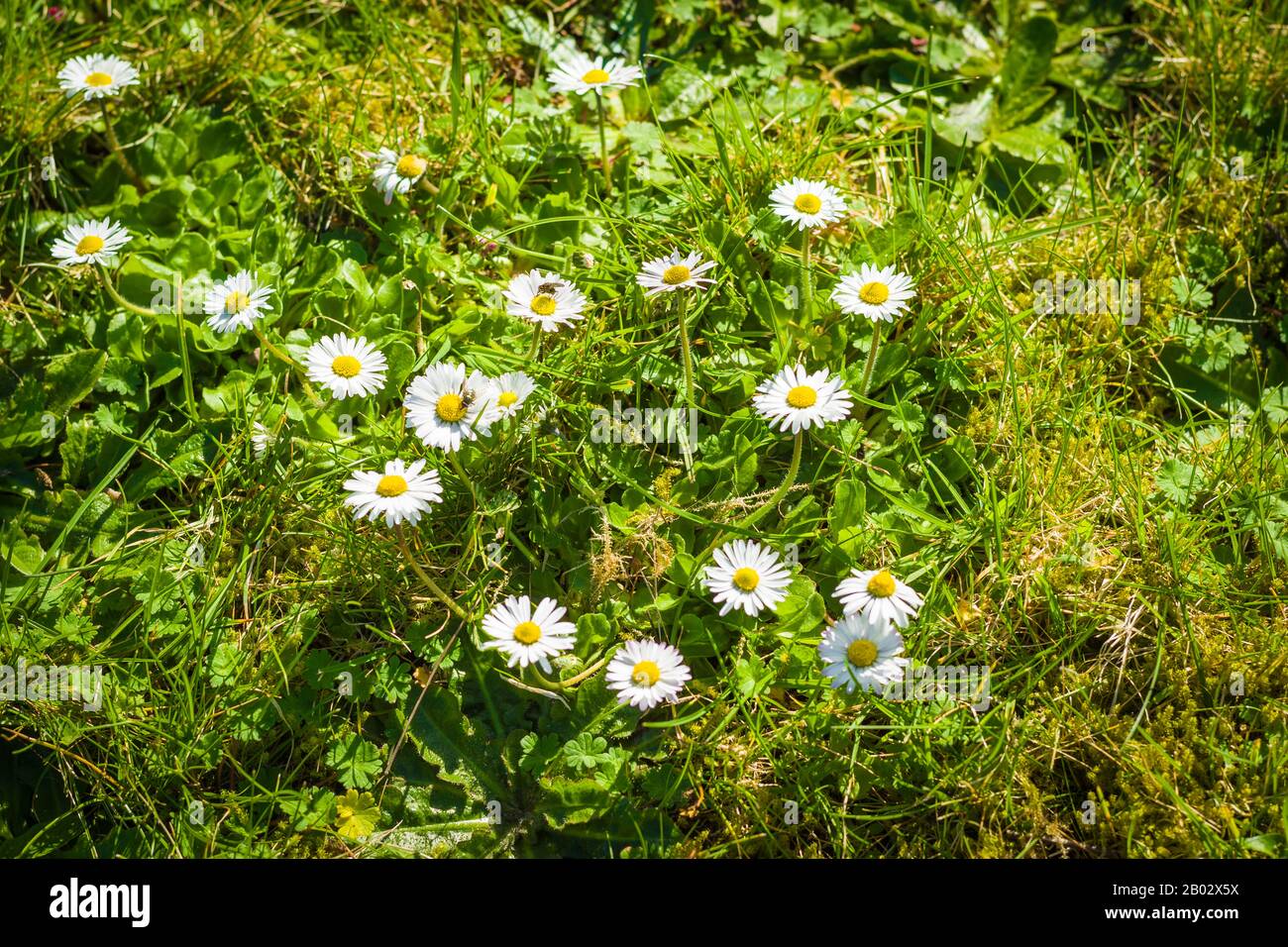 Bright wild lawn daisies are weeds to some people but beautiful little flowers to children and other adults. They are sources of food to visiting insects and natural life Stock Photo