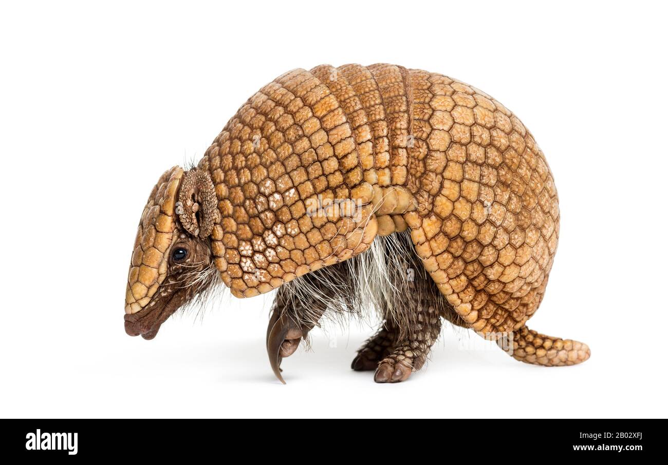 Brazilian three-banded armadillo, Tolypeutes tricinctus - 4 years old Stock Photo