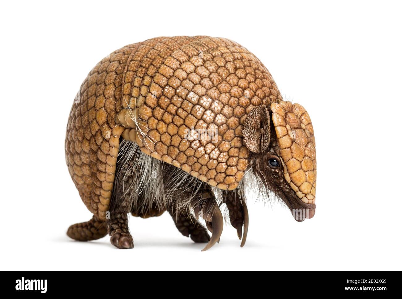 Tolypeutes tricinctus on white hires stock photography and images Alamy