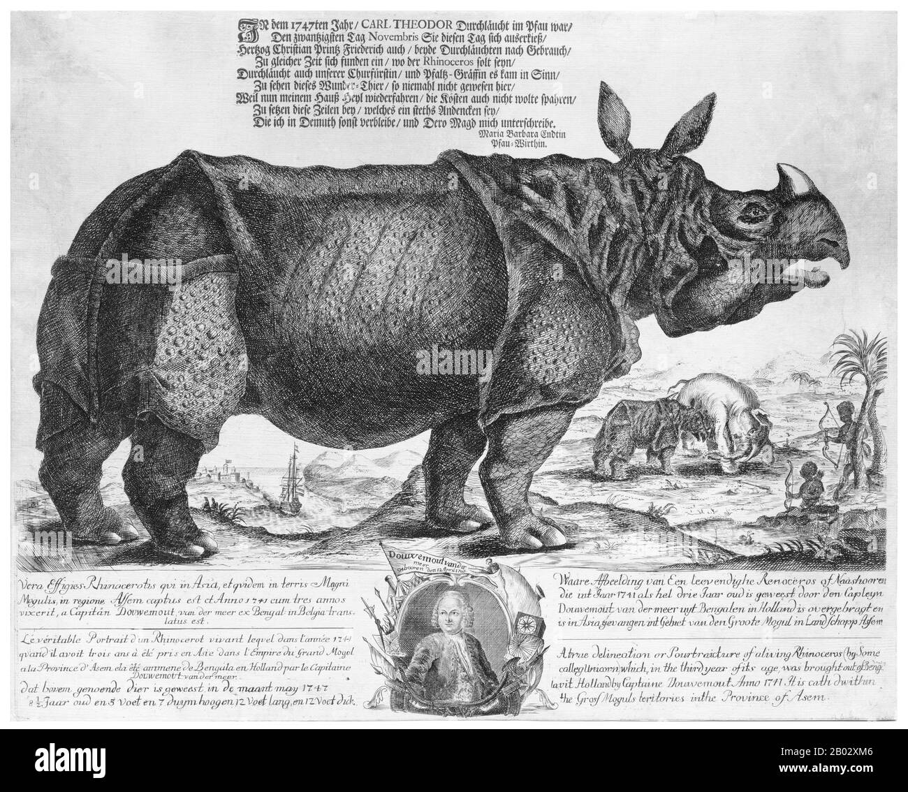 The Indian rhinoceros, or greater one-horned rhinoceros, (Rhinoceros unicornis) has a single horn 20 to 100 cm long. It is nearly as large as the African white rhino. Its thick, silver-brown skin forms huge folds all over its body. Its upper legs and shoulders are covered in wart-like bumps, and it has very little body hair. Grown males are larger than females in the wild, weighing from 2,500–3,200 kg (5,500–7,100 lb). Shoulder height is 1.75–2.0 m (5.75–6.5 ft). Females weigh about 1,900 kg and are 3–4 m long. The record-sized specimen was approximately 3,800 kg.  Indian rhinos once inhabited Stock Photo