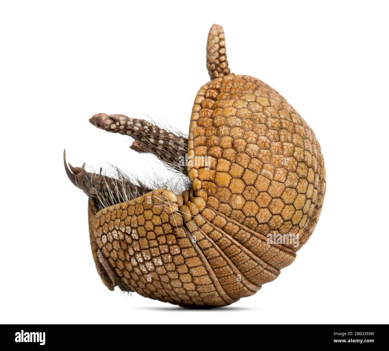 Brazilian three-banded armadillo rolling, Tolypeutes tricinctus - 4 years  old Stock Photo - Alamy