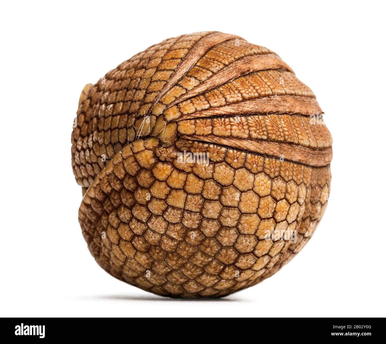 Brazilian three-banded armadillo rolled up, Tolypeutes tricinctus - 4 years old Stock Photo