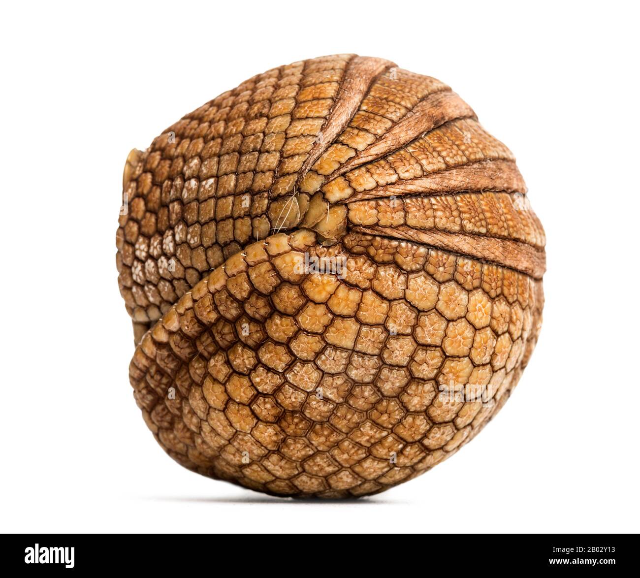 Brazilian three-banded armadillo rolled up, Tolypeutes tricinctus - 4 years old Stock Photo