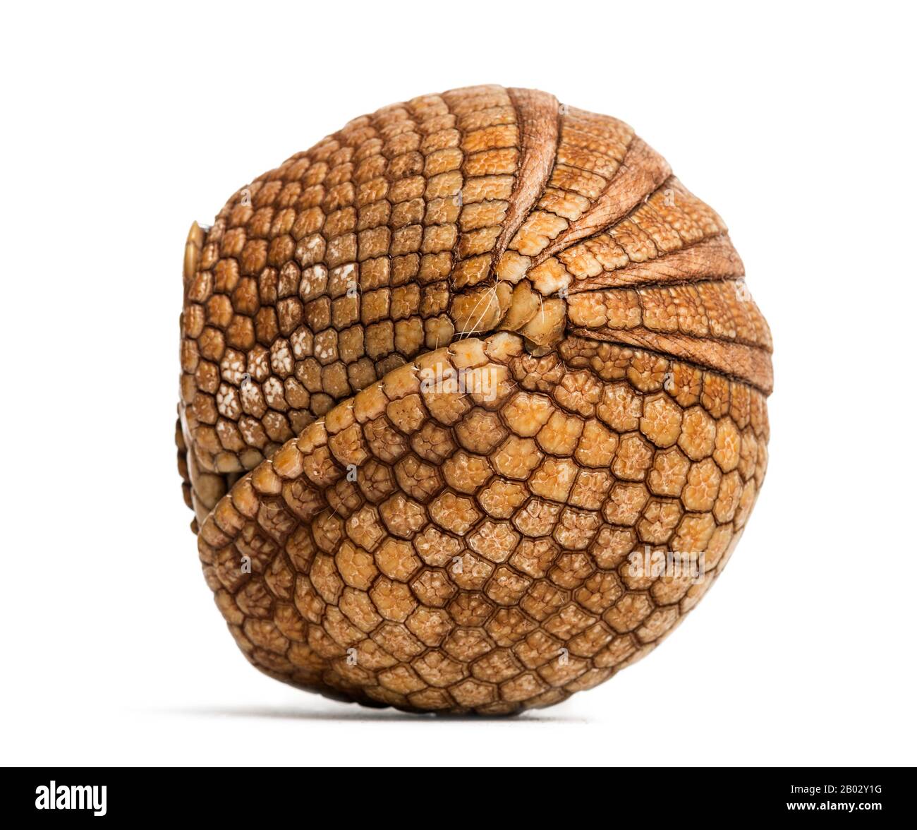 Brazilian three-banded armadillo rolled up, Tolypeutes tricinctus - 4 years old Stock Photo