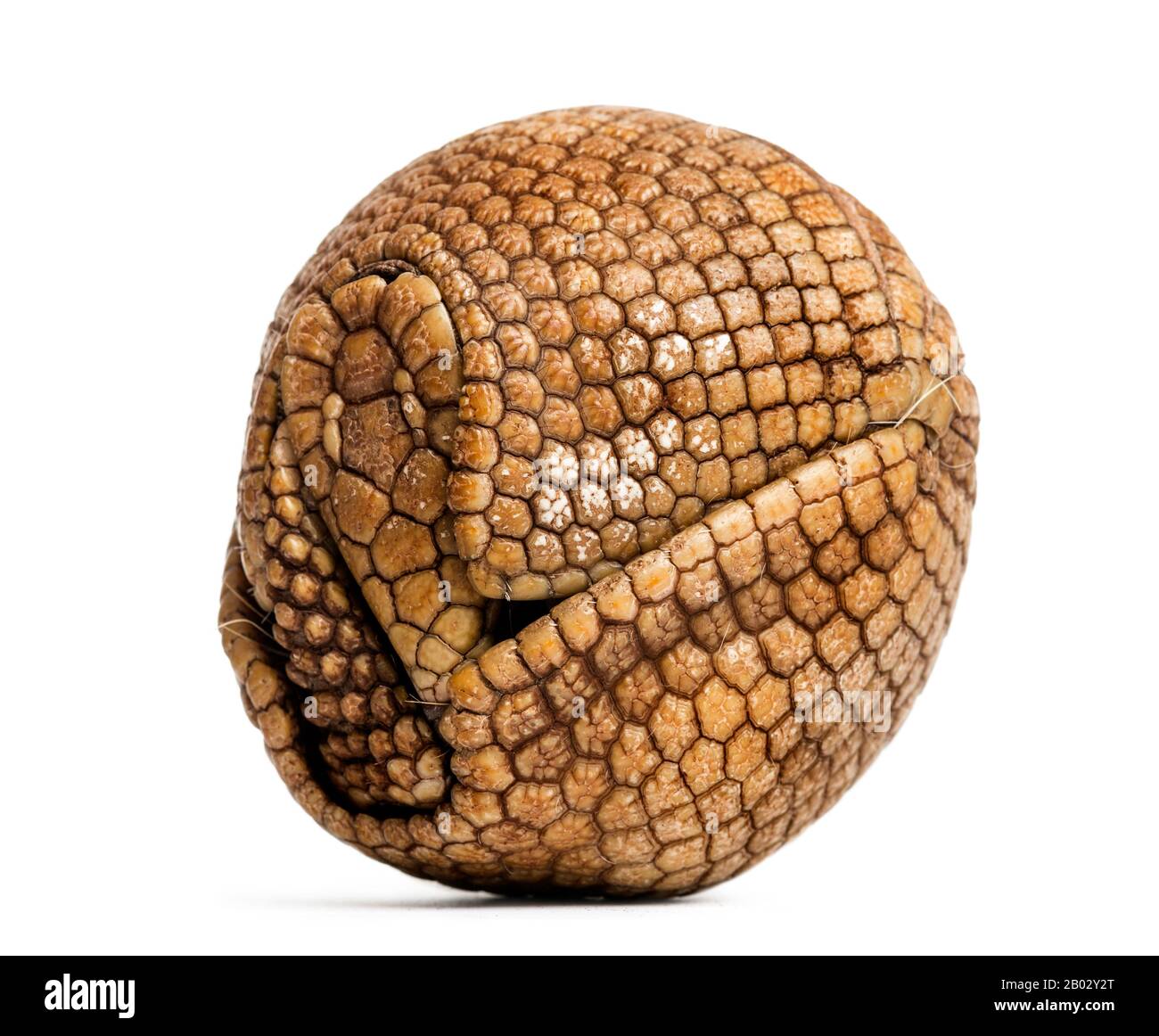 Brazilian three-banded armadillo rolled up, Tolypeutes tricinctus - 4 years old Stock Photo