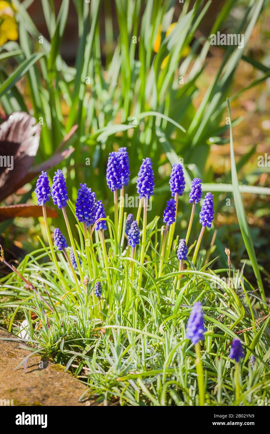 Grape hyacinths make a splash of early colour in the front of a raised flower border in an English garden Stock Photo
