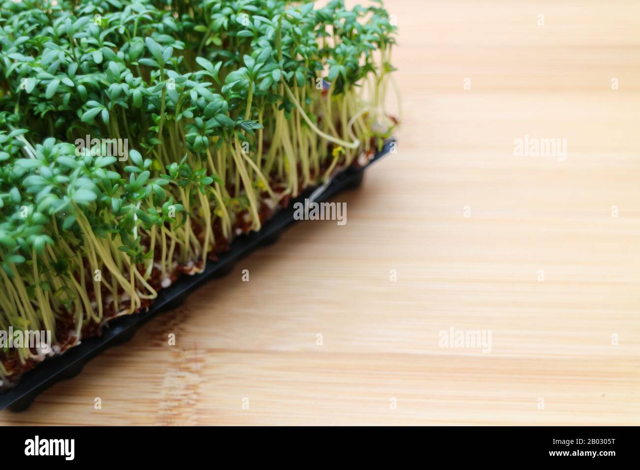 Fresh Garden Cress or Curly Cress (Lepidium sativum) in a container for growing on a wood cutting board background. Stock Photo