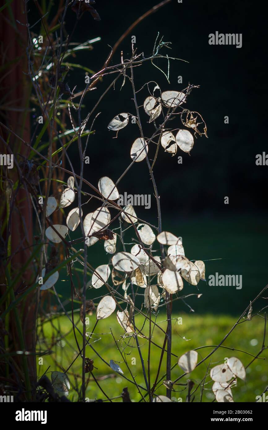 Paper thin seed capsules of Honesty glowing like tiny window panes in winter sunshine. Some still retain their seeds; others have already dispersed them. Stock Photo