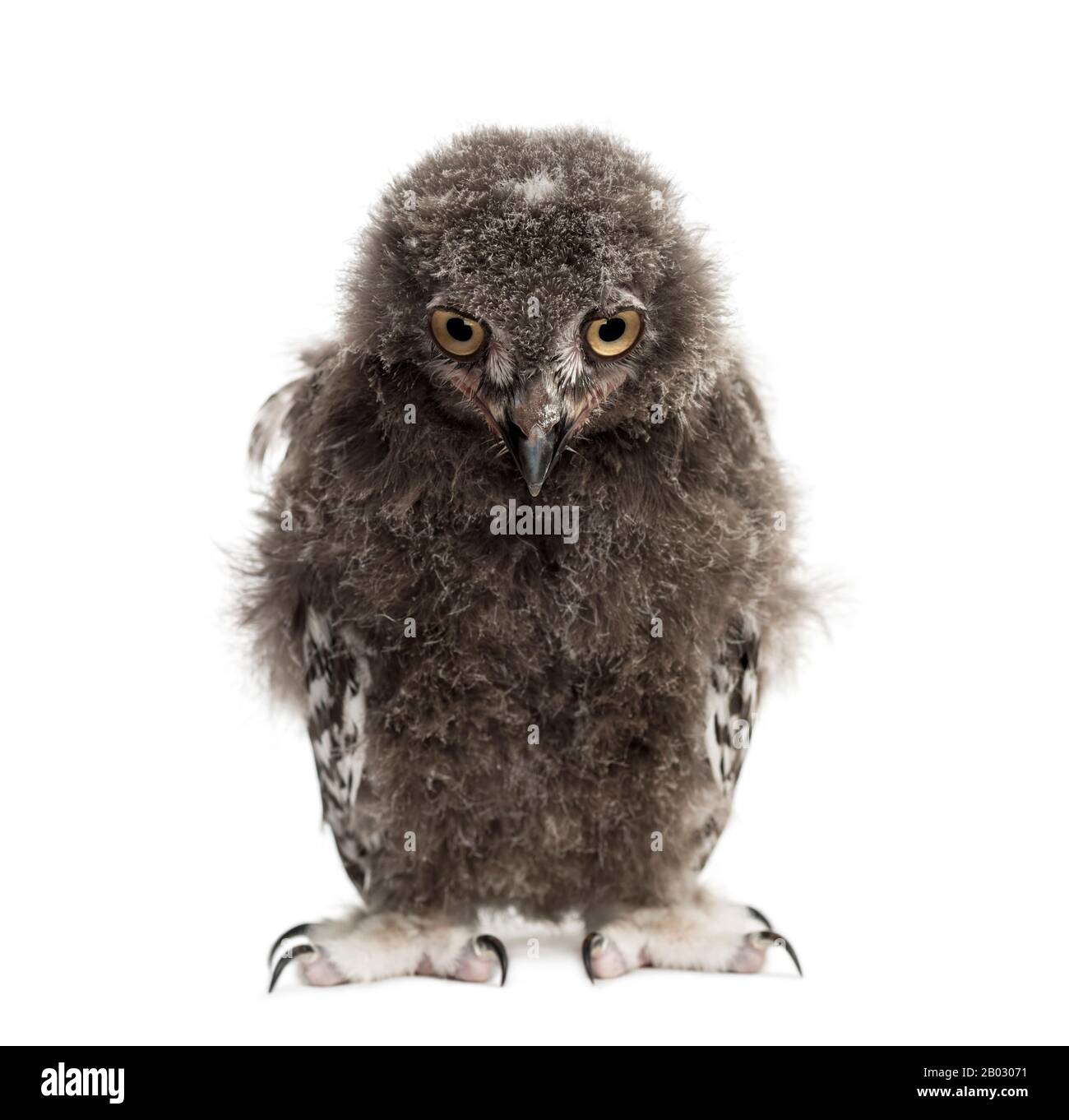 Snowy owl, Bubo scandiacus, 40 days Stock Photo