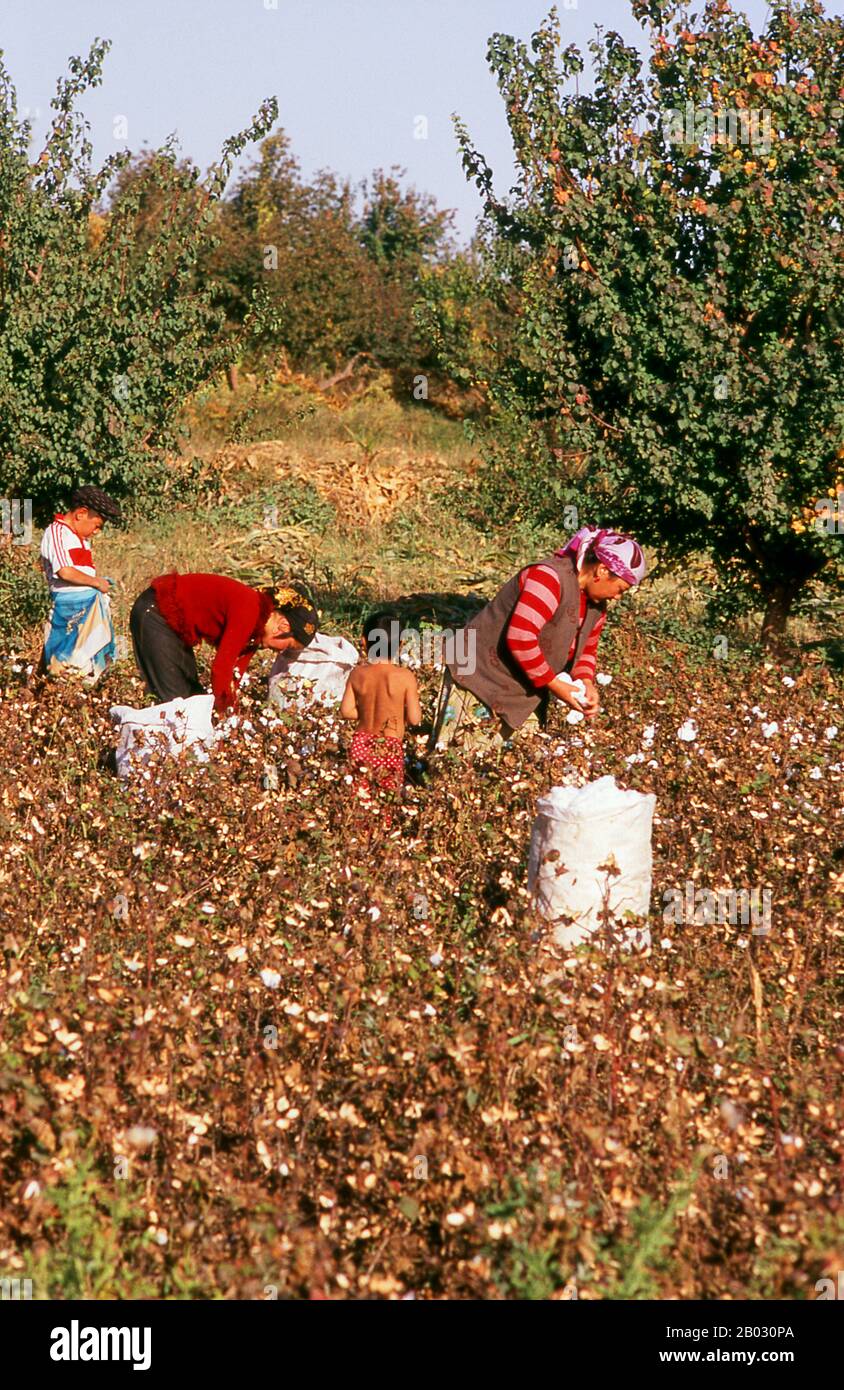Cotton was independently domesticated in the Old and New Worlds. It was first cultivated in the