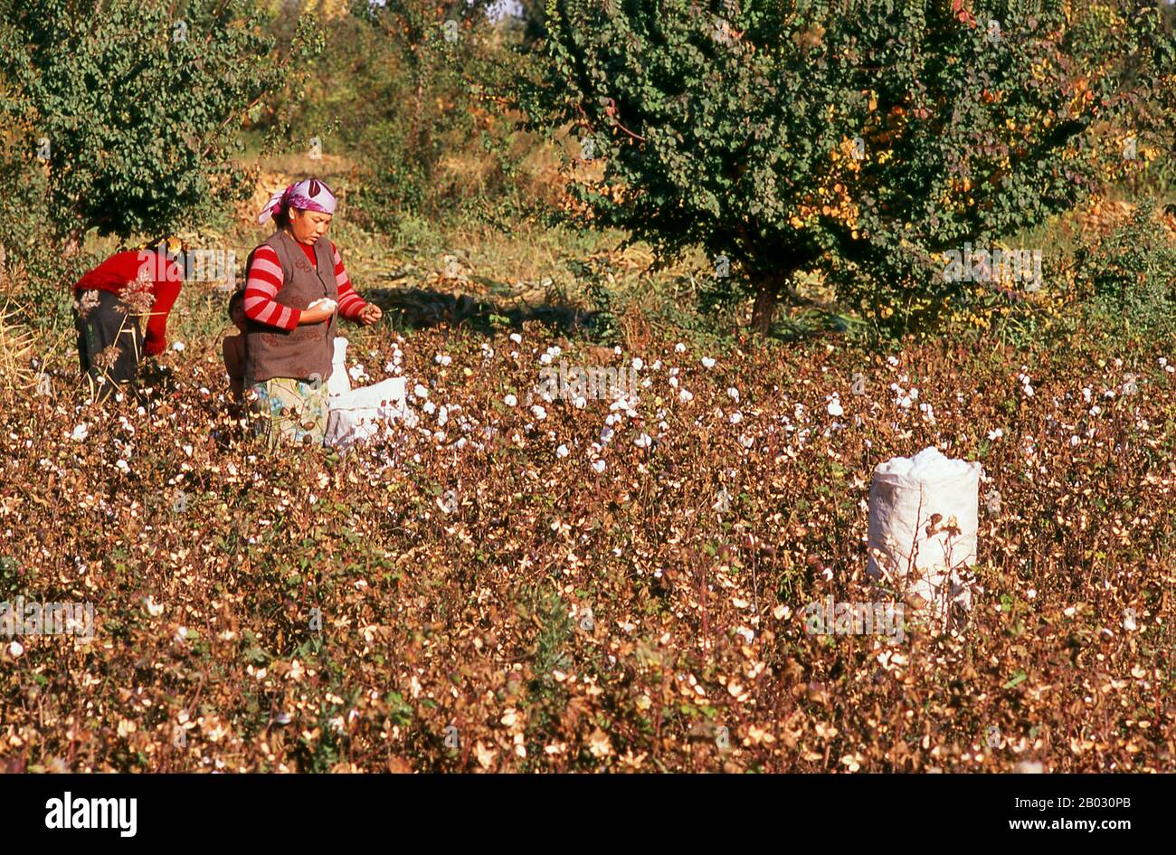 Cotton was independently domesticated in the Old and New Worlds. It was first cultivated in the Old World 7,000 years ago (5th–4th millennia BCE), by the inhabitants of the Indus Valley Civilization, which covered a huge swath of the northwestern part of the South Asia, comprising today parts of eastern Pakistan and northwestern India. Cotton has always been an important crop along many sections of the old Silk Road. Stock Photo