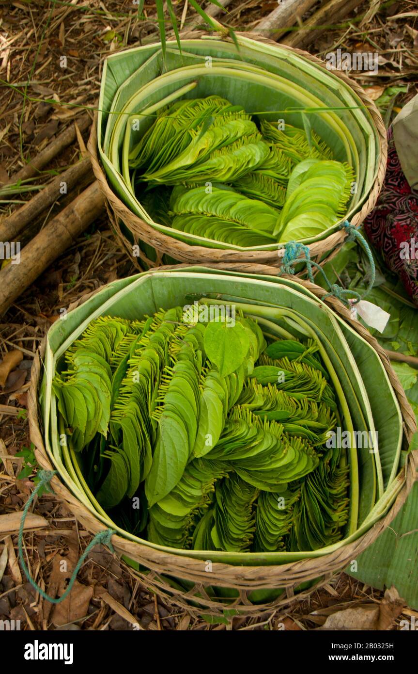 The Betel (Piper betle) is the leaf of a vine belonging to the Piperaceae family, which includes pepper and Kava. It is valued both as a mild stimulant and for its medicinal properties.  Betel leaf is mostly consumed in Asia, and elsewhere in the world by some Asian emigrants, as betel quid or paan, with or without tobacco, in an addictive psycho-stimulating and euphoria-inducing formulation with adverse health effects.  Chewing areca nut is an increasingly rare custom in the modern world. Yet once, not so long ago, areca nut – taken with the leaf of the betel tree and lime paste – was widely Stock Photo