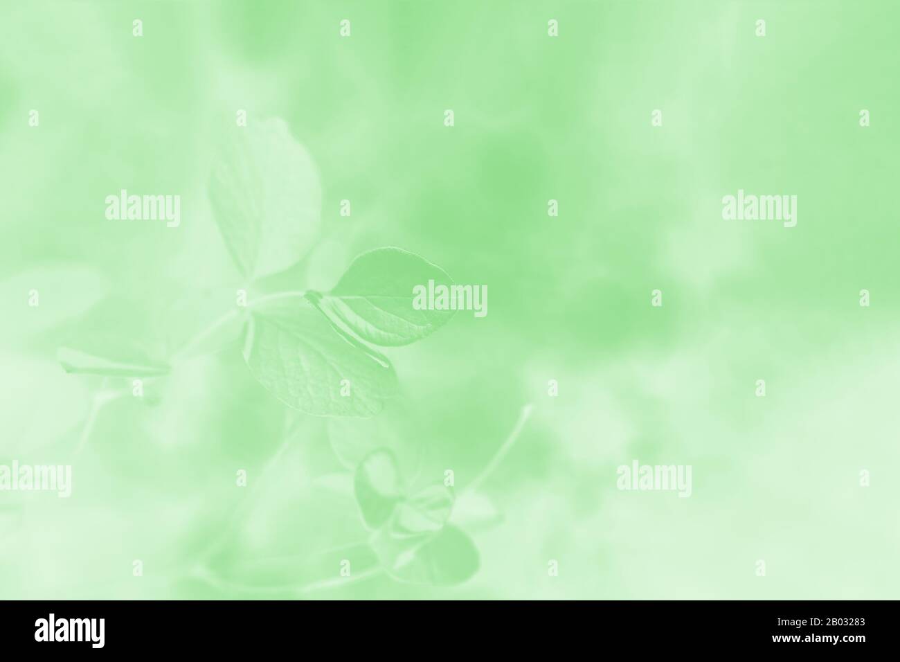 Light green gradient abstract background with leaves pattern Stock ...