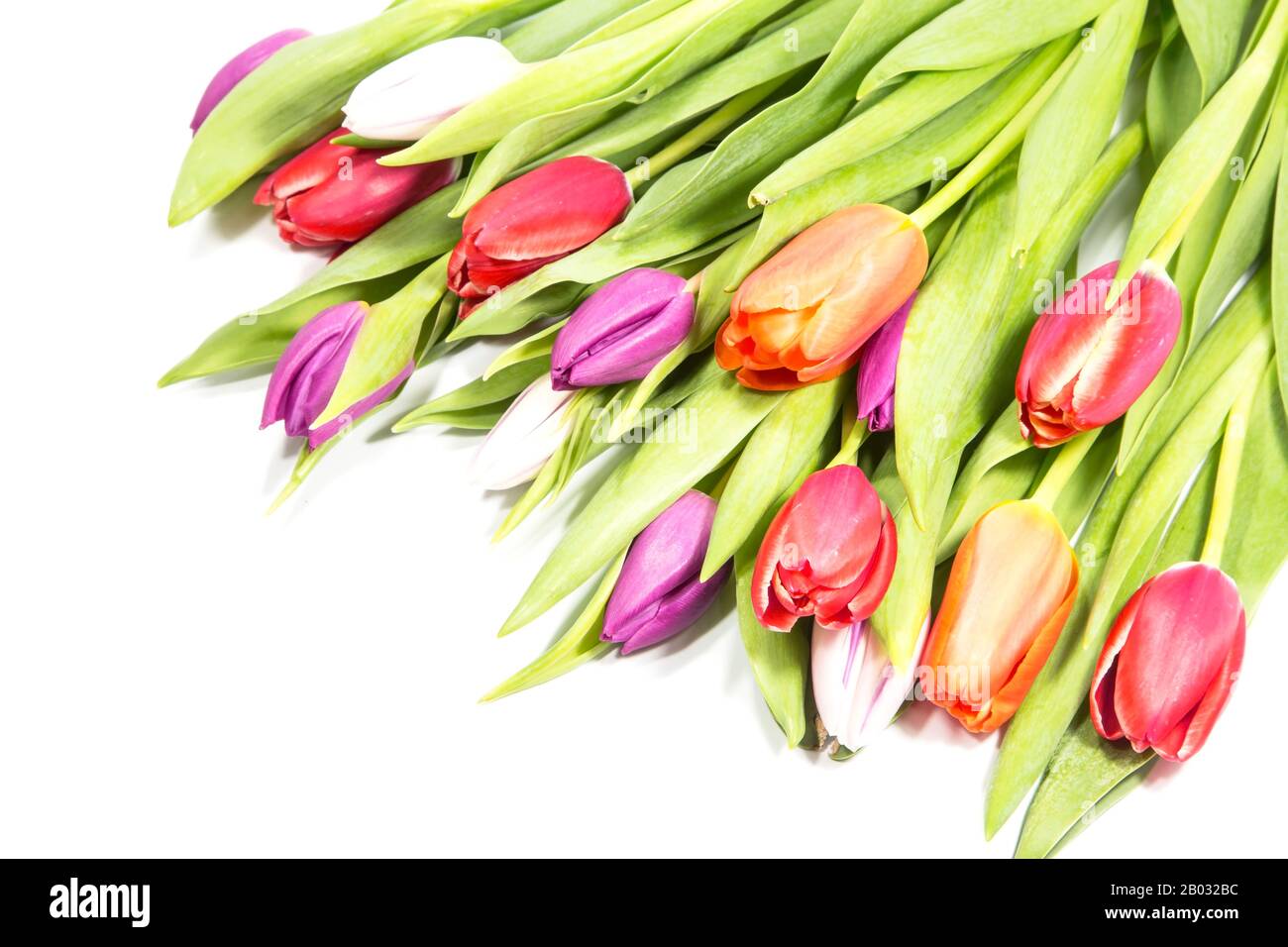 Colorful spring tulips on white background Stock Photo