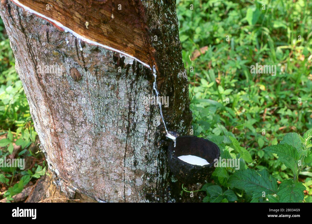 Natural rubber, also called India rubber or caoutchouc, as initially  produced, consists of polymers of the organic compound isoprene, with minor  impurities of other organic compounds plus water. The major commercial  source