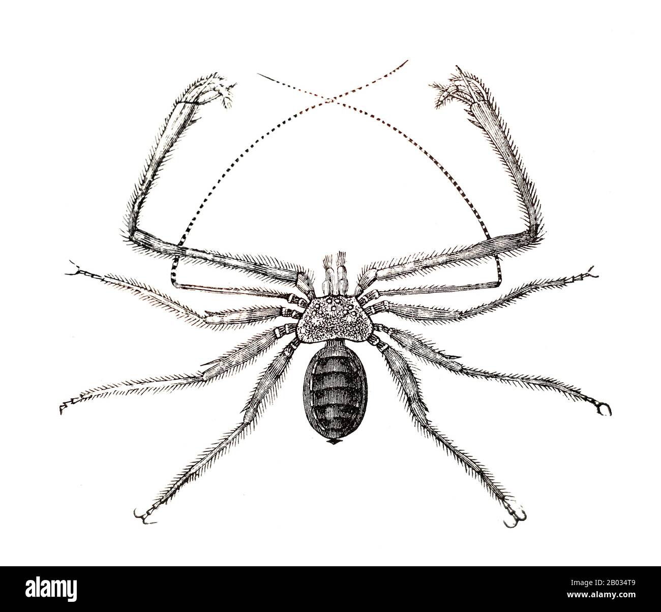 Phrynichus hi-res stock photography and images - Alamy