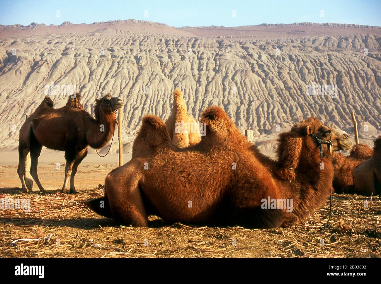 The Bactrian camel (Camelus bactrianus) is a large even-toed ungulate native to the steppes of central Asia. It is presently restricted in the wild to remote regions of the Gobi and Taklimakan Deserts of Mongolia and Xinjiang, China. The Bactrian camel has two humps on its back, in contrast to the single-humped Dromedary camel. Stock Photo