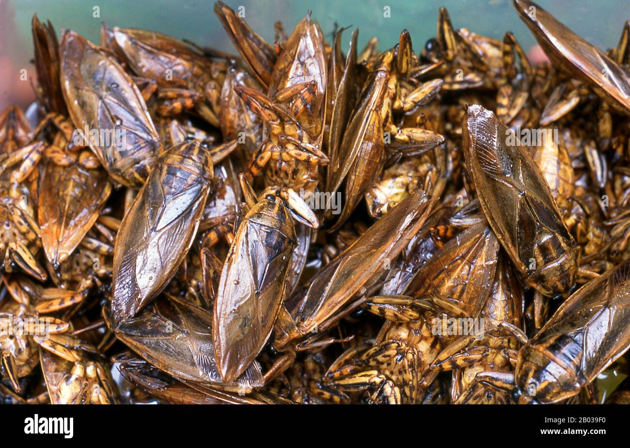Giant water bugs are eaten deep fried as well as lightly boiled. The essence of the bug can also be used in a variety of chilli based pastes and used as a condiment. Apart from Thailand, the bug is eaten in Vietnam and The Philippines. Stock Photo