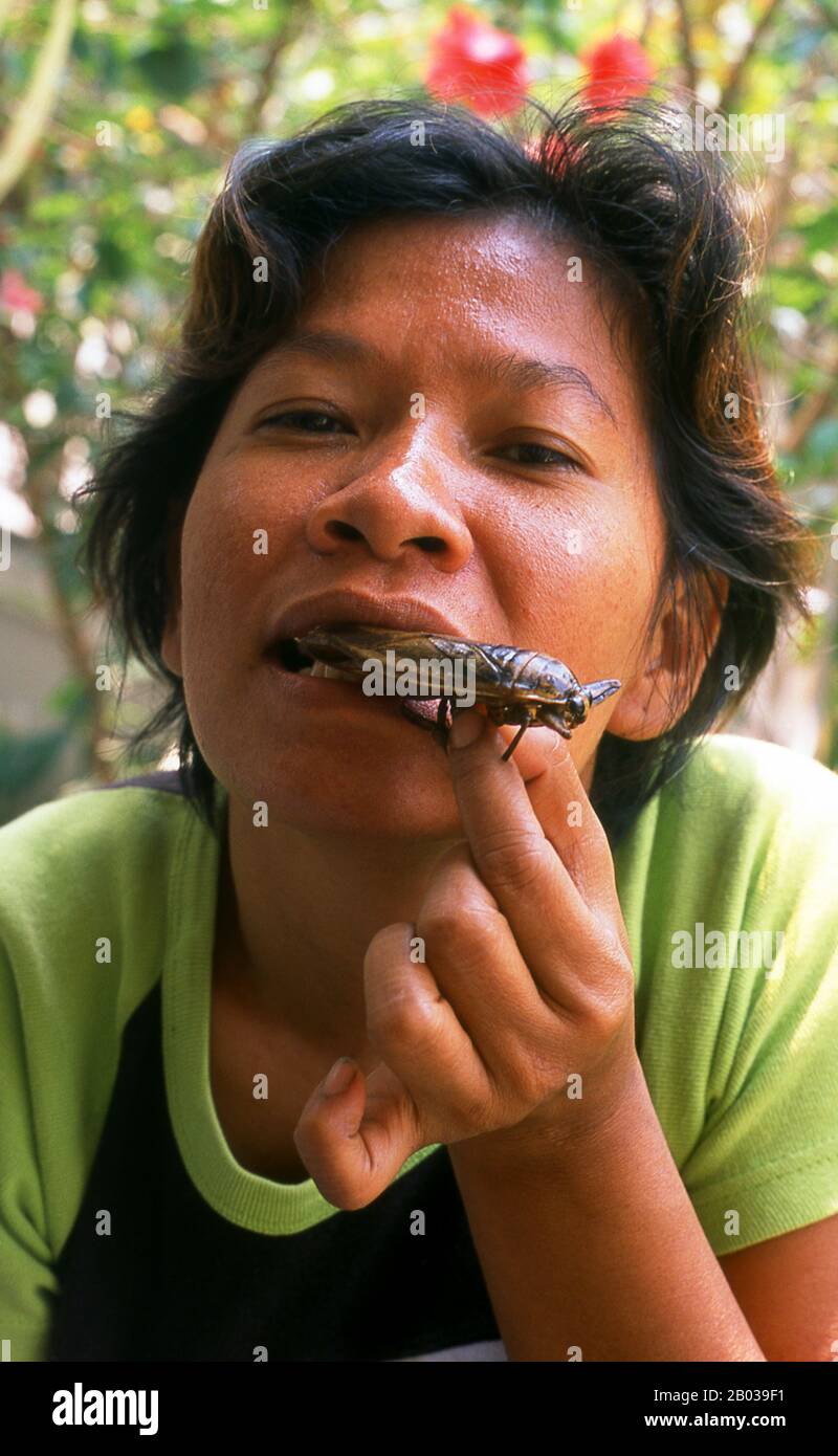Giant water bugs are eaten deep fried as well as lightly boiled. The essence of the bug can also be used in a variety of chilli based pastes and used as a condiment. Apart from Thailand, the bug is eaten in Vietnam and The Philippines. Stock Photo
