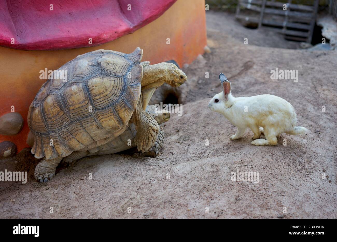 An inquisitive rabbit looking at turtles making love. Stock Photo