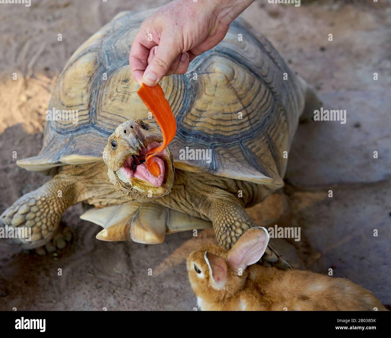 A rabbit and a turtle eating a carrot Stock Photo Alamy