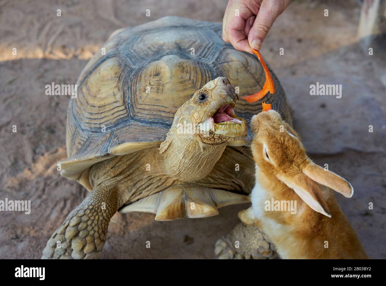 A rabbit and a turtle eating a carrot. Stock Photo