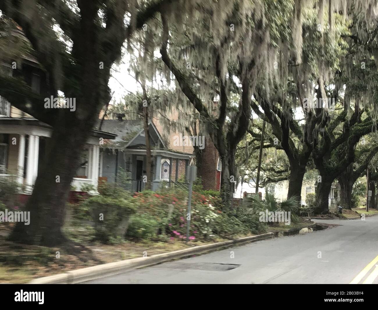 Live oaks and moss on street in Savanah neighborhood Stock Photo Alamy