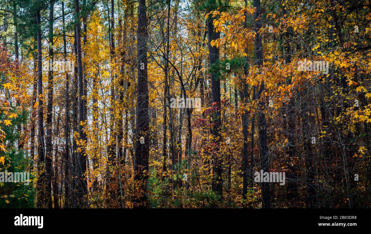 Autumn forest yellow tree hi-res stock photography and images - Alamy