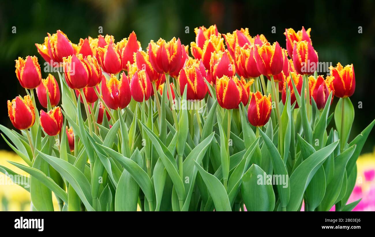 The Beautiful tulips flower in tulip field at winter or spring day Stock Photo