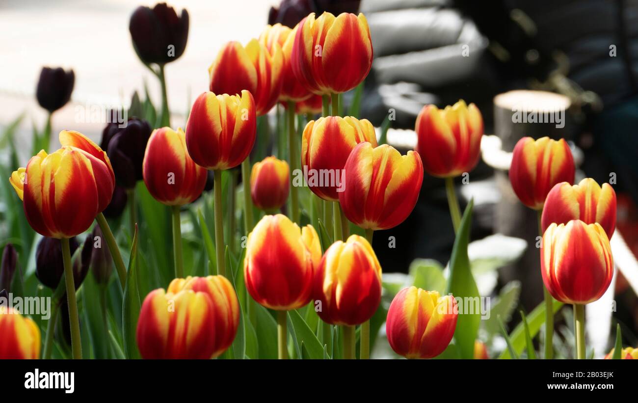 Red tulip broken with yellow hires stock photography and images Alamy