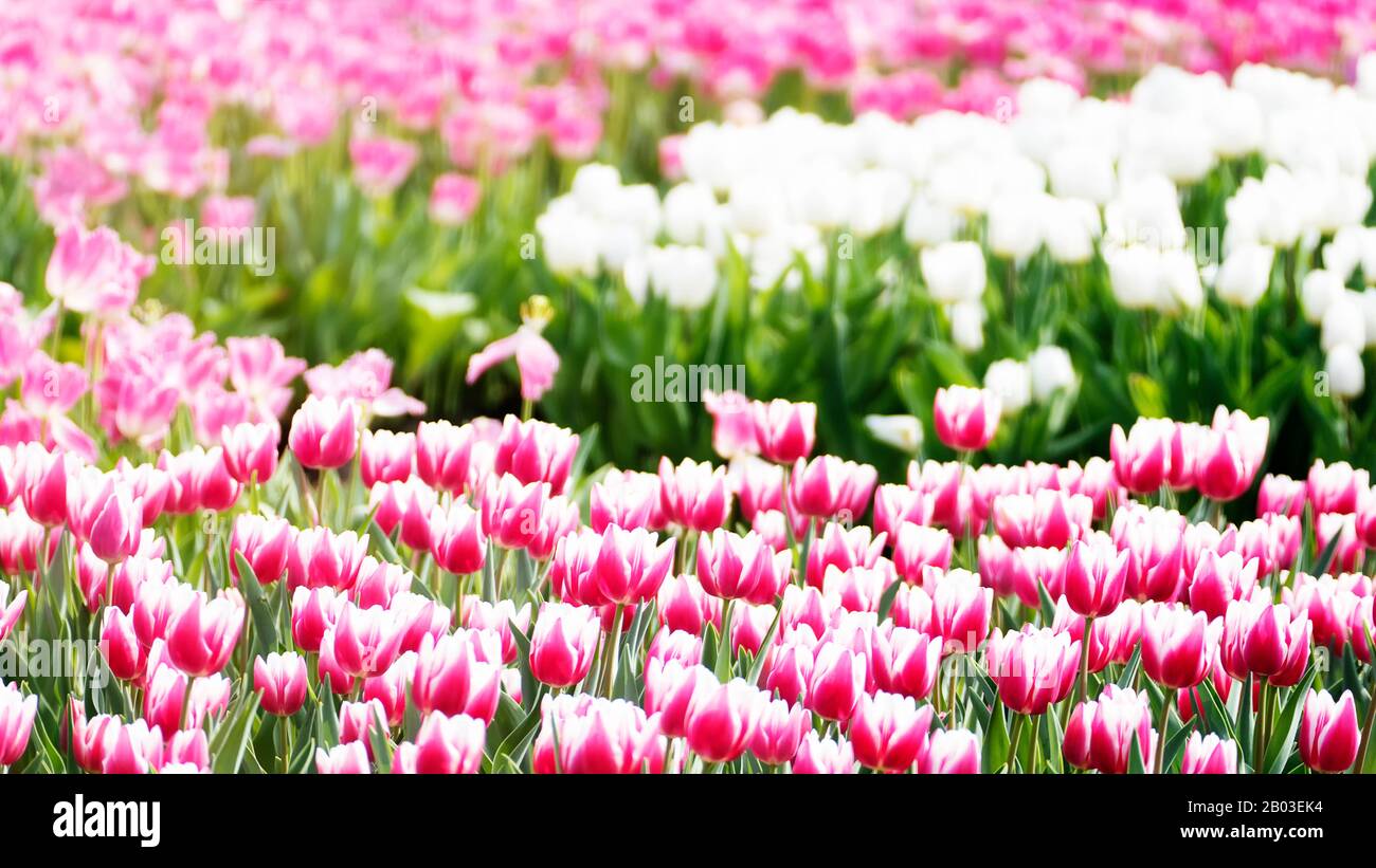 The Beautiful tulips flower in tulip field at winter or spring day Stock Photo