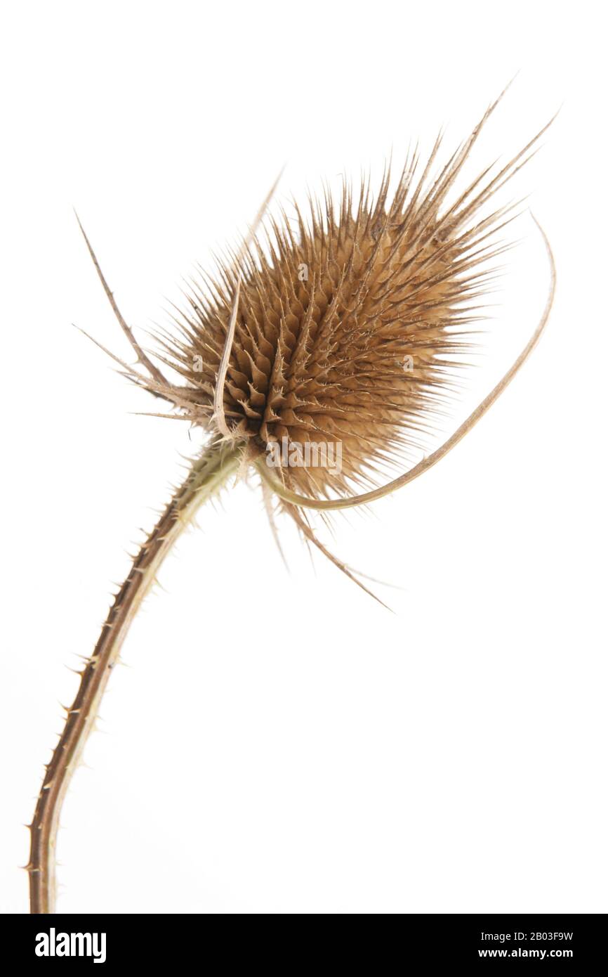 Golden prickly teasel stem against white background Stock Photo