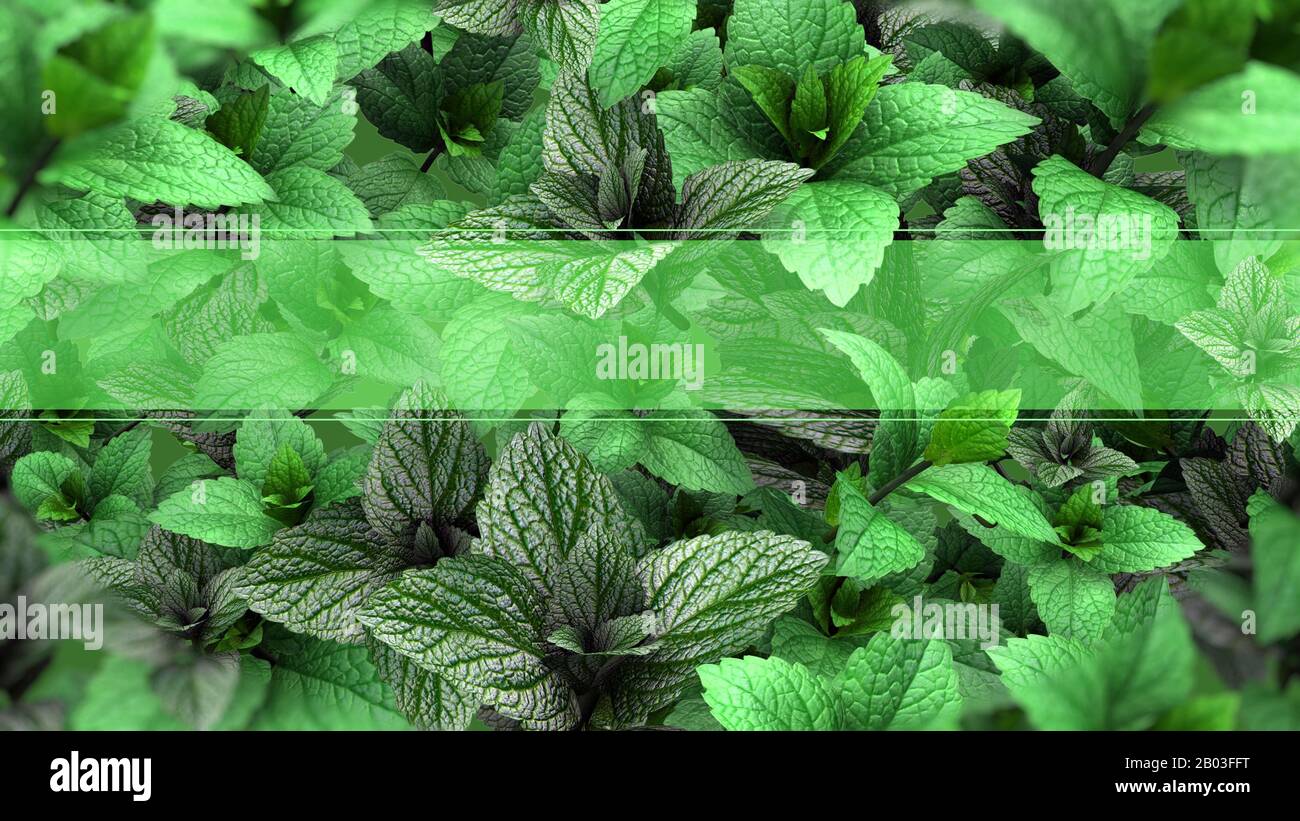 Green and Fresh Mint Leaves for Green Tone Background Template with Copy Space. 3D Rendering. Stock Photo