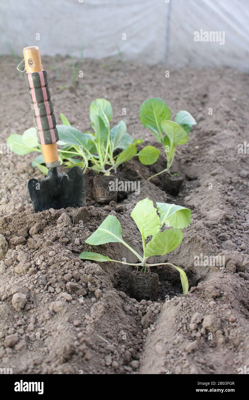 Planting of cabbage. Working in the garden Stock Photo Alamy