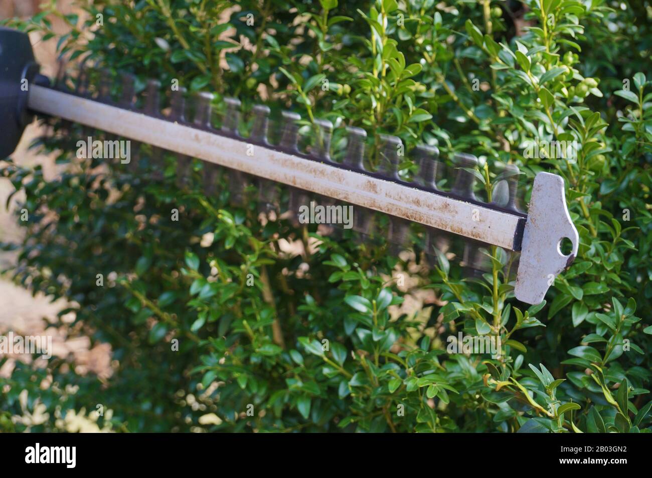 Hedge trimming with electric scissors. Formation of boxwood shrub Stock