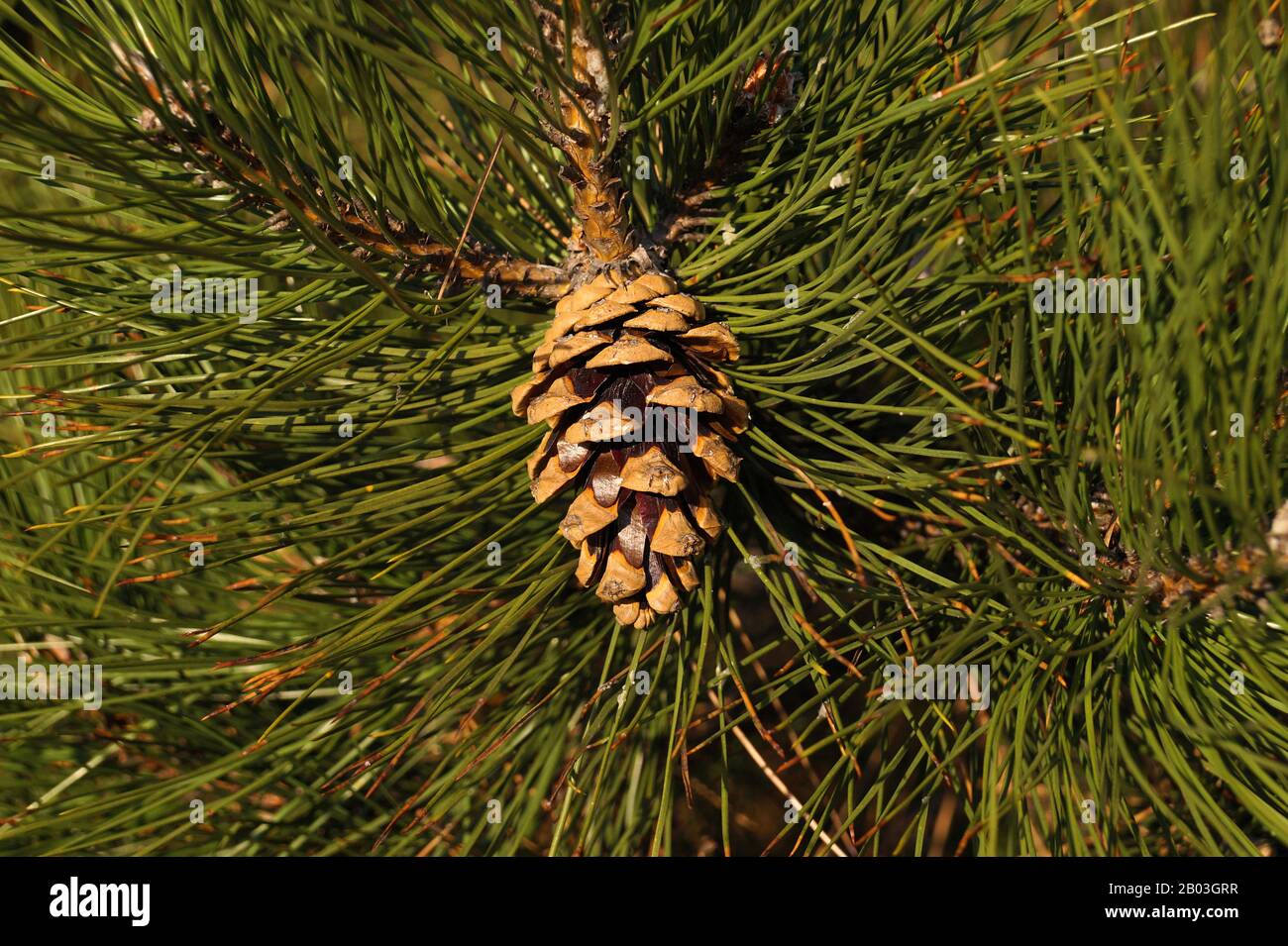 Pinus nigra, the Austrian pine or black pine, is an ideal type of tree for planting in cities in a polluted environment. Stock Photo