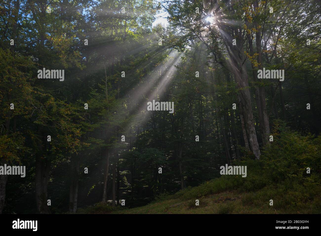 Sunb Rays Sunb rays penetrating green forest. Autumn beginning so some leaves are ...