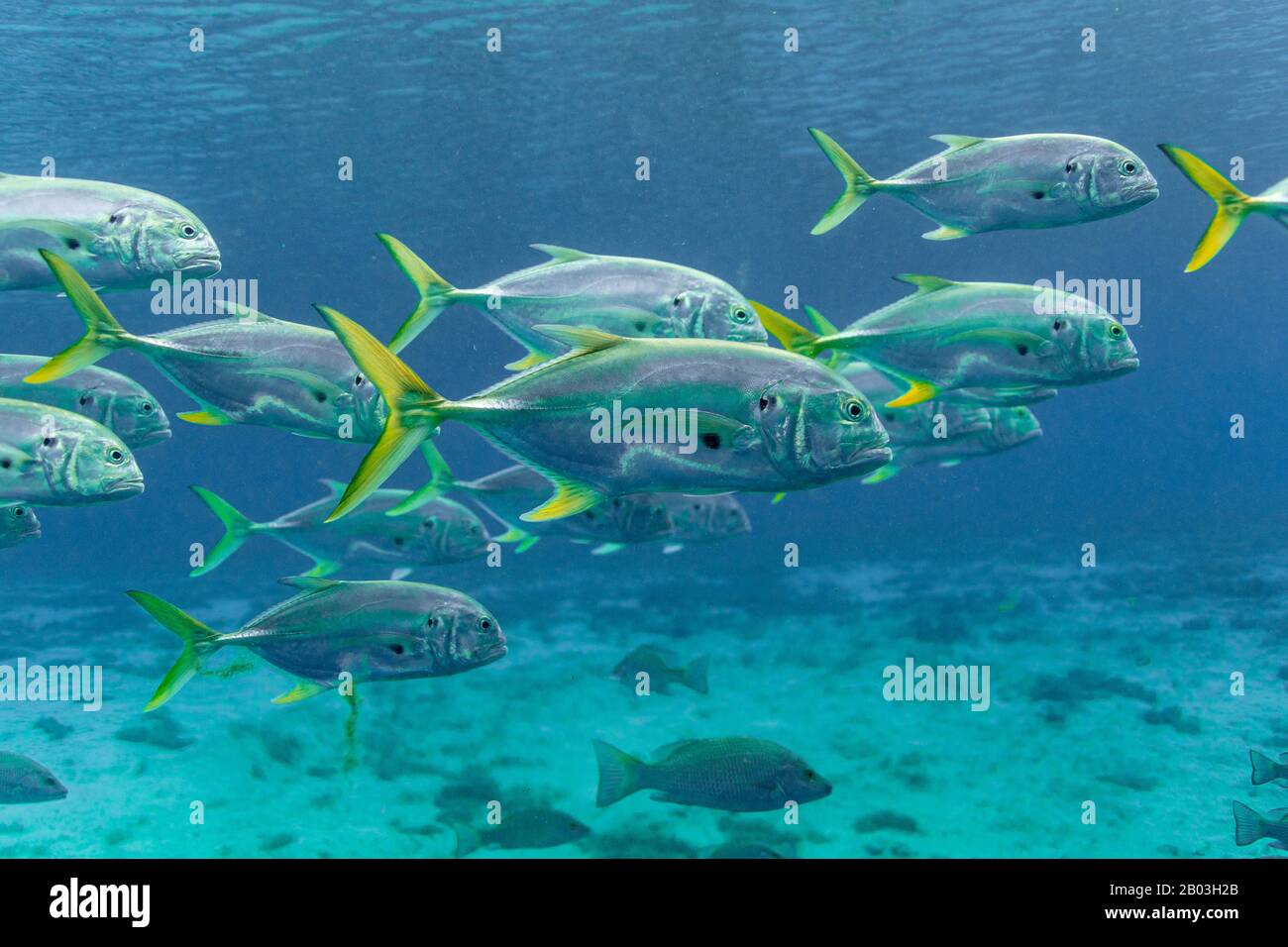 Schooling Crevalle Jacks (Caranx hippos) move through a central Florida spring. Also known as Common Jacks, these fish are fast, agile predators. Stock Photo
