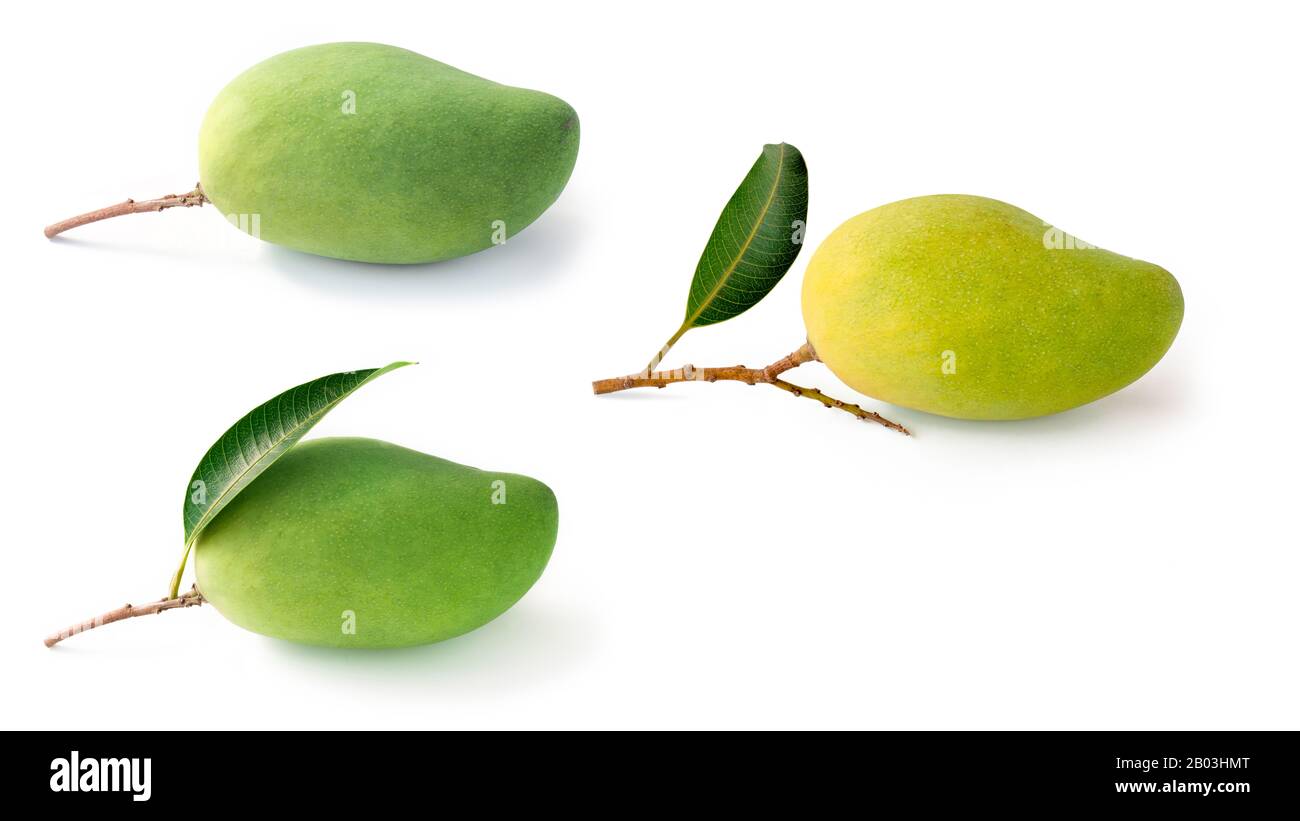 isolated collection green mango fruit on white background Stock Photo