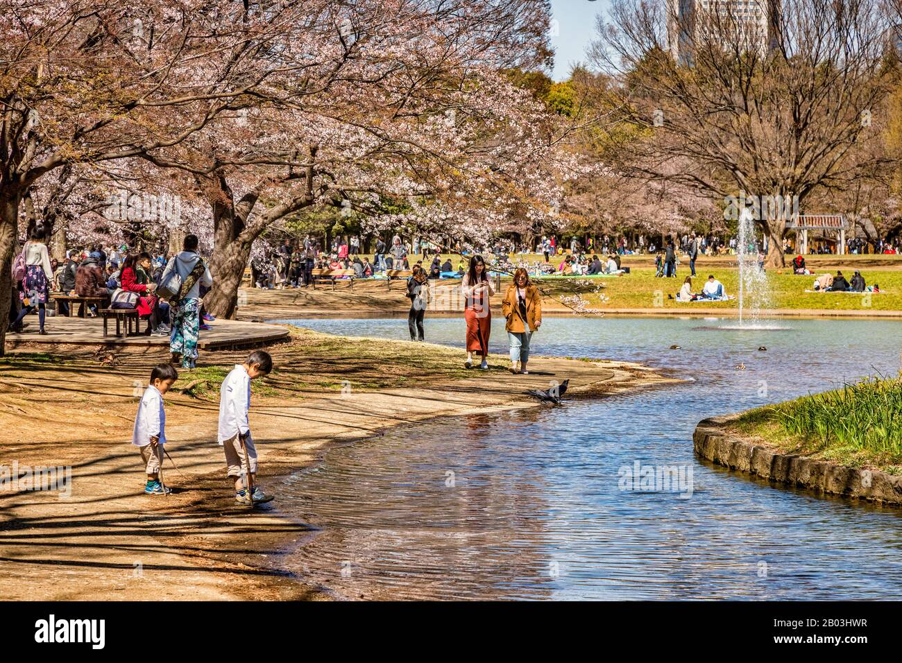 24 March 2019: Tokyo, Japan - People gather for hanami, cherry blossom viewing, around the lake in Yoyogi Park, Tokyo. This park is free to enter. Stock Photo