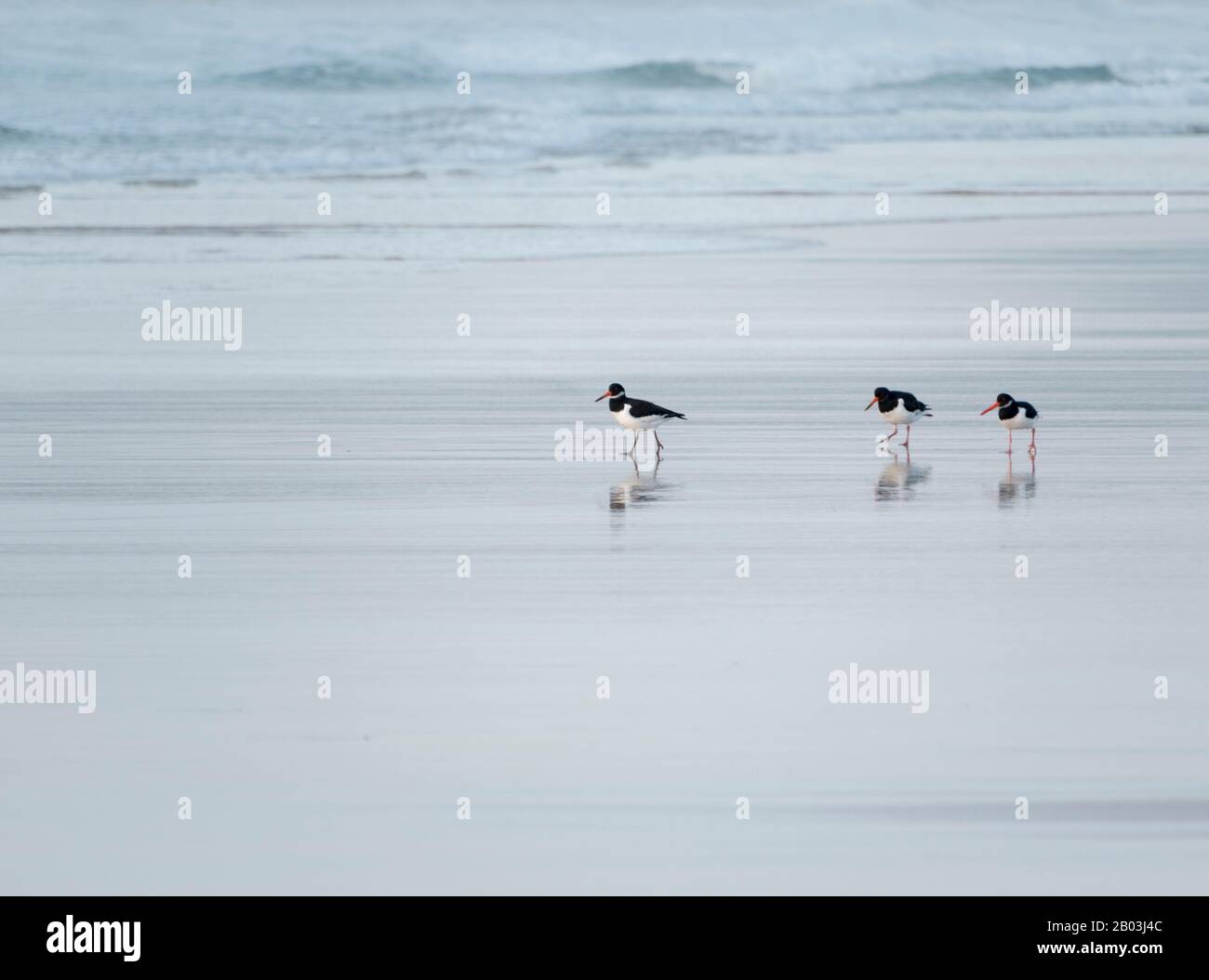 Three oystercatchers in the surf at Godrevy Beach, Cornwall Stock Photo