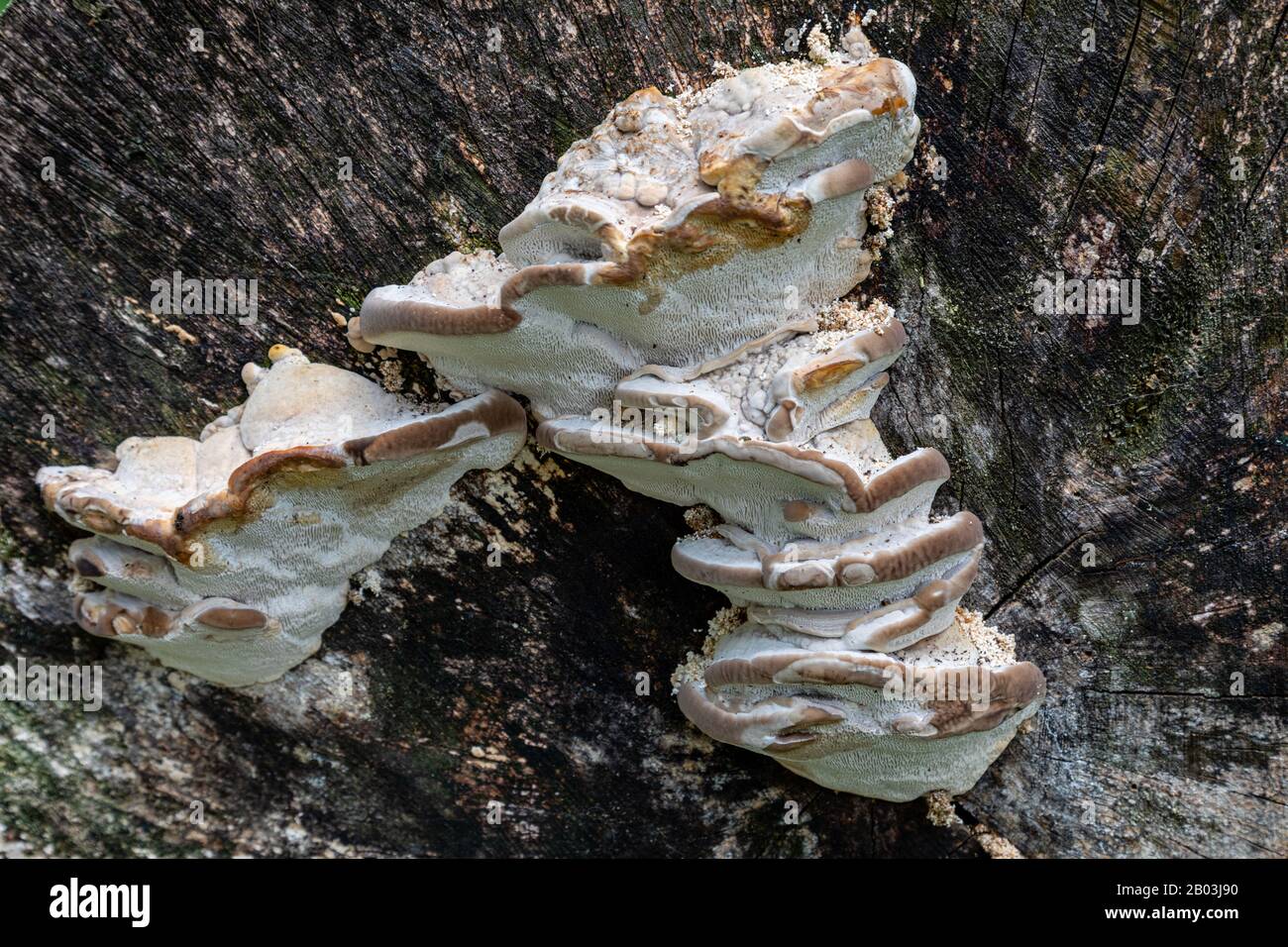 white fungus growing on a tree Stock Photo