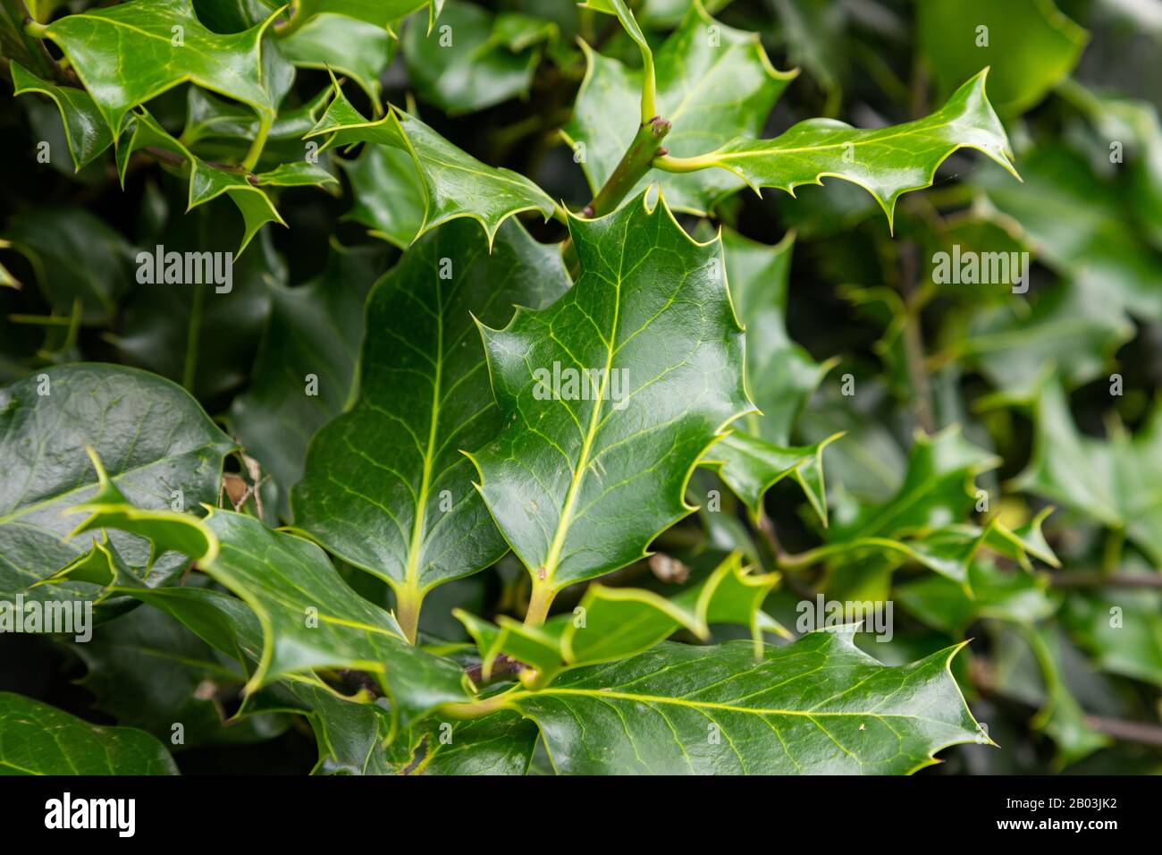 close up of a holly bush at central park Wallasey Wirral July 2019 Stock Photo