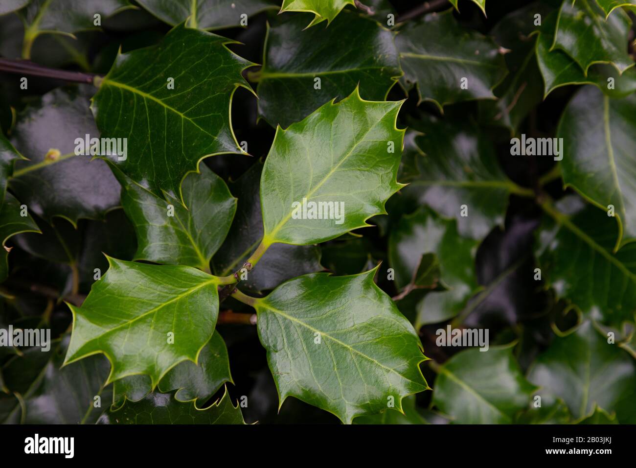 close up of a holly bush at central park Wallasey Wirral July 2019 Stock Photo