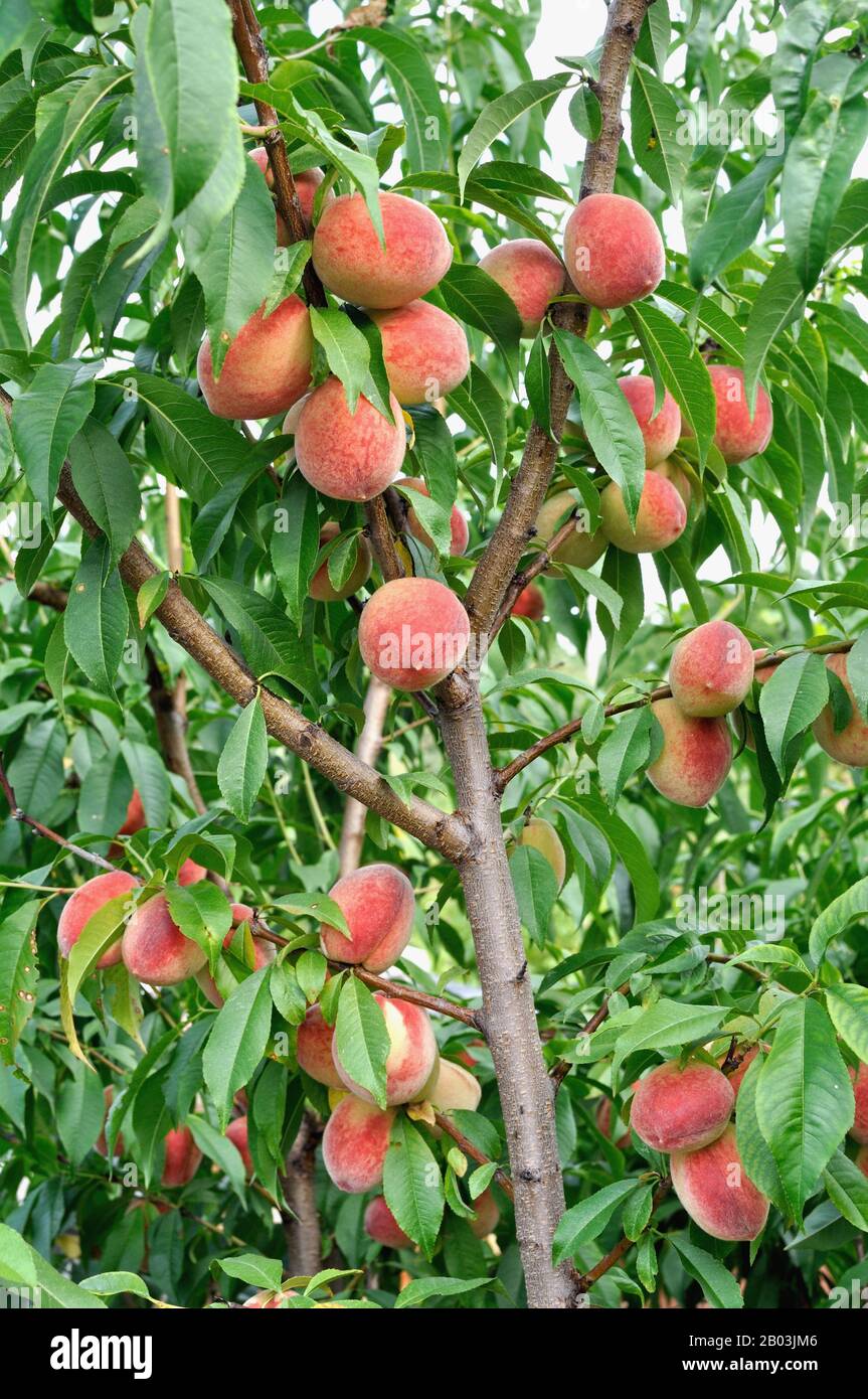 Peach tree hi-res stock photography and images - Alamy