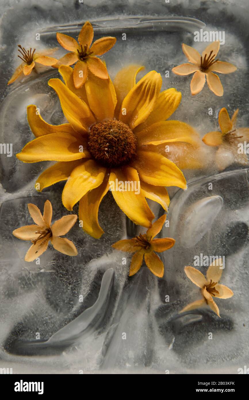 Romantic photographs of frozen flowers,Flowers frozen in water and ice
