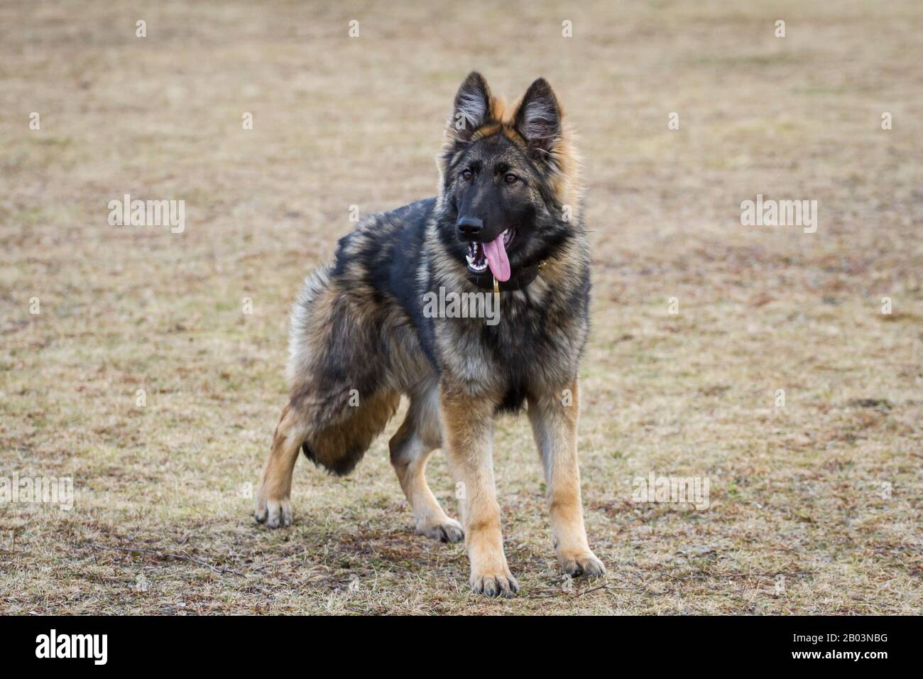 Long haired german shepherd dog hi-res stock photography and images - Alamy