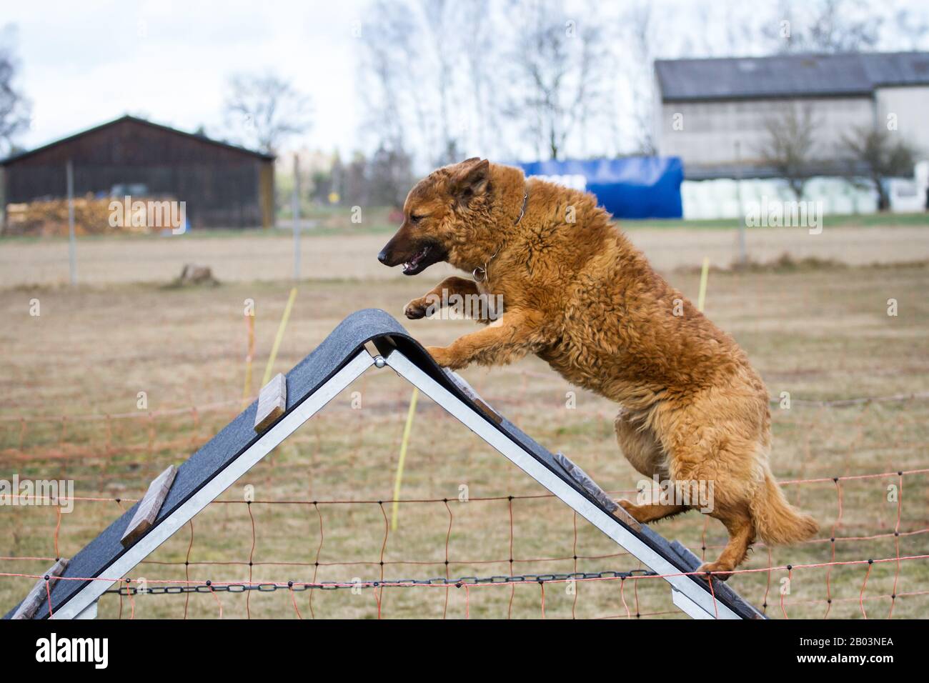 Westerwälder Kuhhund (Altdeutscher Hütehund, Old German Sheepdog) running over the A-frame on the dog sport facility Stock Photo