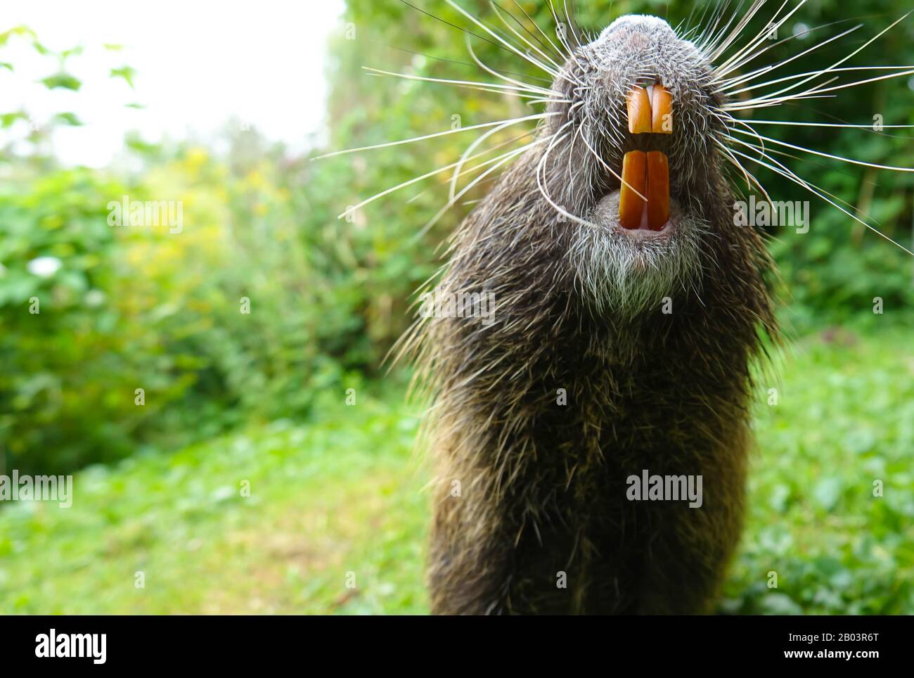 Nutria, or coypu, or marsh beaver  - a mammal of the rodent order, the only species of the nutria family Stock Photo